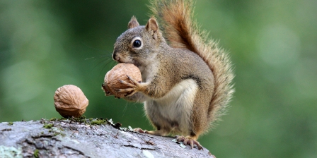 Squirrel holds a Nut